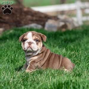 Marina Mocha, English Bulldog Puppy
